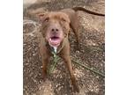 Adopt Caribou a Pit Bull Terrier / Mixed dog in Lincoln, NE (41301134)
