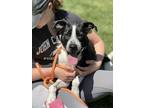 Adopt Duke a Black - with White Labrador Retriever / English Pointer / Mixed dog