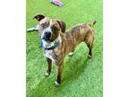 Adopt Eddie a Pit Bull Terrier / Australian Cattle Dog / Mixed dog in Novato