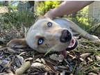 Adopt Vixen a Siberian Husky / Australian Cattle Dog / Mixed dog in Escondido