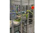 Adopt Sophia a Green Parakeet - Other bird in Grandview, MO (41299300)