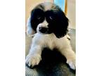 Adopt DORA AND HALO a White - with Black Cockapoo / Mixed dog in Flushing