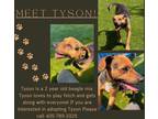 Adopt Tyson a Tan/Yellow/Fawn - with Black Beagle / Mixed Breed (Medium) / Mixed