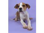 Adopt Darius a White Fox Terrier (Smooth) / Border Collie / Mixed (short coat)