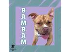 Adopt BamBam a Tan/Yellow/Fawn Mixed Breed (Small) / Mixed Breed (Medium) /