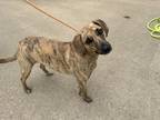 Adopt Tigeress a Brindle Hound (Unknown Type) / Mixed Breed (Medium) / Mixed