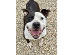 Adopt Gummy Bear a White American Staffordshire Terrier / Mixed Breed (Medium) /