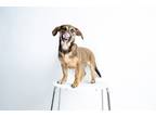 Adopt Melba Jean a Black - with Tan, Yellow or Fawn Basset Hound dog in