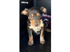 Adopt Missy a Miniature Pinscher / Mixed dog in Norfolk, MA (41300191)