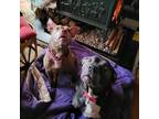 Adopt Adore a American Staffordshire Terrier / Mixed Breed (Medium) dog in