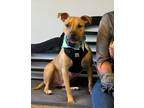 Adopt Echo a Tan/Yellow/Fawn - with White Boxer / Terrier (Unknown Type