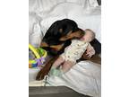 Adopt Lola a Black - with Tan, Yellow or Fawn Rottweiler / Mixed dog in