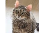 Adopt Peanut a Brown Tabby Domestic Longhair (long coat) cat in Lebanon