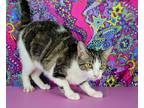 Adopt Lily Pad a White (Mostly) Domestic Shorthair / Mixed (short coat) cat in
