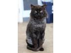 Adopt Church a Black (Mostly) Domestic Longhair / Mixed (long coat) cat in