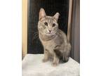 Adopt Hudson - JW a Gray, Blue or Silver Tabby Domestic Shorthair / Mixed (short