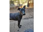 Adopt Bentley a Brindle Dutch Shepherd dog in Ben Lomond, CA (39070147)