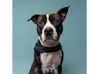 Adopt MISSY a Black Mixed Breed (Small) / Mixed Breed (Medium) / Mixed (short