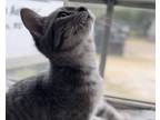 Adopt L3 a Spotted Tabby/Leopard Spotted American Shorthair / Mixed cat in