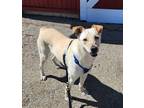 Adopt Daisy a White Labrador Retriever / Mixed Breed (Medium) / Mixed (short