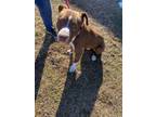 Adopt Bentley a Brindle American Pit Bull Terrier / Mixed Breed (Medium) / Mixed