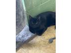 Adopt Phantom a All Black Domestic Shorthair / Mixed Breed (Medium) / Mixed