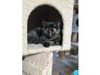 Adopt Noelle a All Black Domestic Shorthair / Mixed Breed (Medium) / Mixed