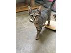 Adopt Latte a Brown Tabby Domestic Shorthair / Mixed Breed (Medium) / Mixed