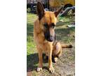 Adopt Zeus a Black - with Brown, Red, Golden, Orange or Chestnut German Shepherd