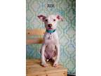 Adopt Dusk a White - with Tan, Yellow or Fawn American Staffordshire Terrier /