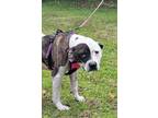 Adopt Adonis a Brindle - with White Staffordshire Bull Terrier / American Pit