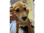 Adopt Puppy Maggie a Hound (Unknown Type) / Hound (Unknown Type) dog in Crescent
