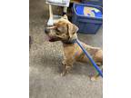 Adopt Pablo a Brown/Chocolate Catahoula Leopard Dog / Mixed dog in Crescent