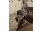 Adopt Bandit a Brindle Dutch Shepherd / Belgian Malinois / Mixed dog in Odessa