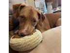 Adopt Goose a Brown/Chocolate Labrador Retriever / Mixed Breed (Medium) / Mixed