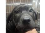 Adopt Stanley a Black Shar Pei / Mixed Breed (Medium) / Mixed (short coat) dog