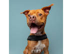 Adopt SAINT a Tan/Yellow/Fawn Mixed Breed (Small) / Mixed Breed (Medium) / Mixed