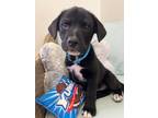 Adopt Louie a Great Pyrenees / Boxer / Mixed dog in Saint Francisville