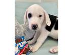 Adopt Leo a Great Pyrenees / Boxer / Mixed dog in Saint Francisville