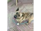 Adopt Star a Brindle Mixed Breed (Small) / Mixed Breed (Medium) / Mixed (short