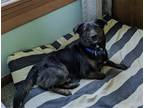 Adopt SULLY a Brown/Chocolate - with Black Corgi / Shepherd (Unknown Type) /