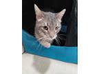 Adopt Ash a Cream or Ivory (Mostly) Domestic Shorthair (short coat) cat in