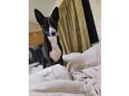 Adopt Pogo a Black - with White Basenji / Canaan Dog / Mixed dog in Oxnard