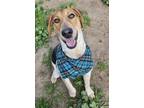 Adopt Wallen a Tricolor (Tan/Brown & Black & White) Foxhound / Mixed dog in