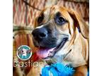 Adopt Bastian Balbina a Brown/Chocolate Black Mouth Cur dog in Twin Falls