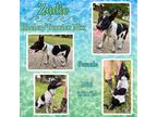 Adopt Zadie a White Australian Cattle Dog / Mixed dog in Caldwell, TX (41299153)