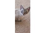 Adopt Jasper a White (Mostly) Siamese (short coat) cat in Redlands