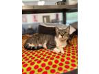 Adopt Luca a Brown Tabby Domestic Shorthair / Mixed (short coat) cat in Hilton