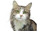Adopt Cheddar a Brown Tabby Domestic Longhair / Mixed Breed (Medium) / Mixed