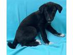 Adopt Kallie a Black Shepherd (Unknown Type) / Golden Retriever / Mixed (short